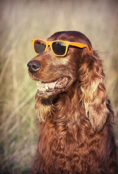 Lycklig hund leende — Stockfoto