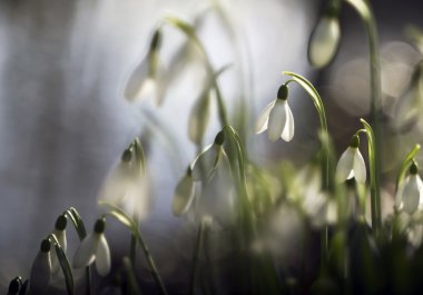 güzel beyaz kardelen