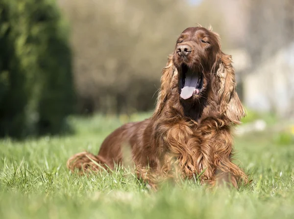 Divertente cane sbadigliare — Foto Stock