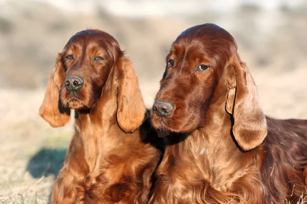 Beautiful Irish Setters — Stock Photo, Image