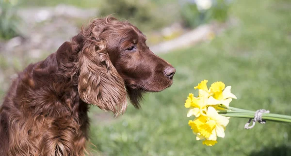 Dog smelling flower