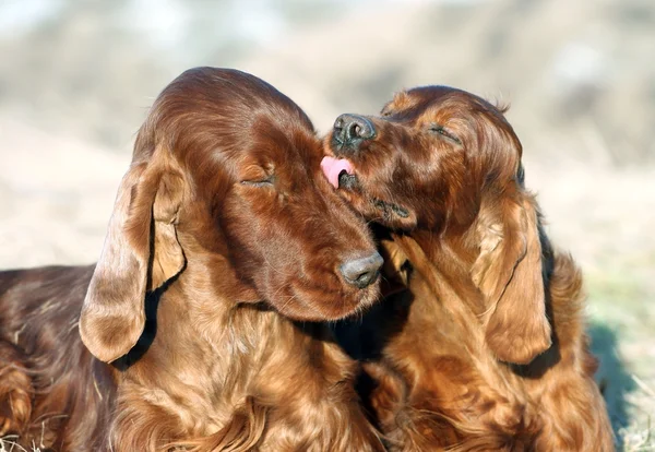 Happy dog friendship — Stock Photo, Image
