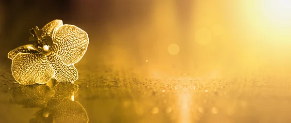 Güzel orkide çiçek afiş