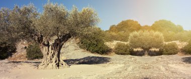 Zeytin ağacı afiş