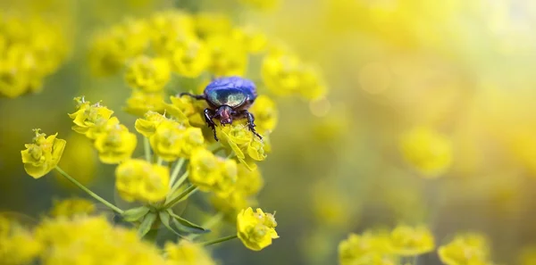 Bug äta blomma — Stockfoto