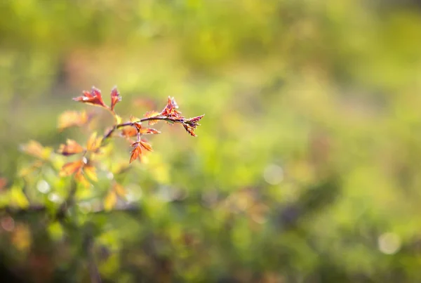 Natureza folhas fundo — Fotografia de Stock