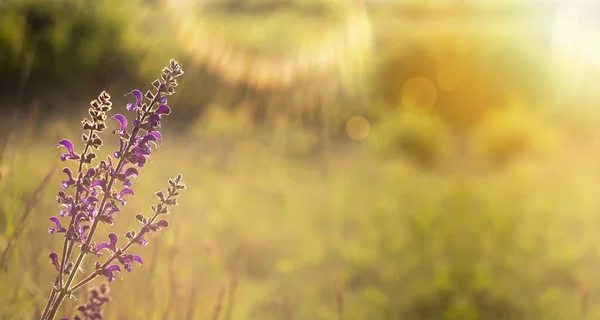 Natur-Frühlingsbanner — Stockfoto