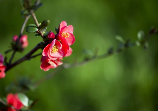 Våren rosa blomma — Stockfoto