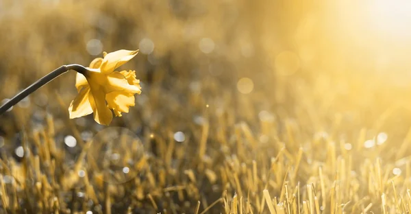 Golden flower banner — Stockfoto