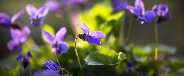 Paarse bloem banner — Stockfoto