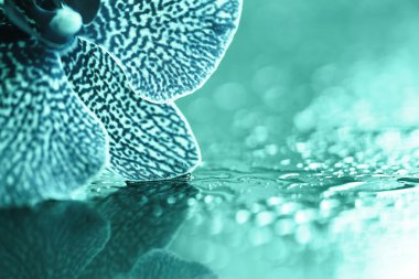 Güzel orkide yaprakları