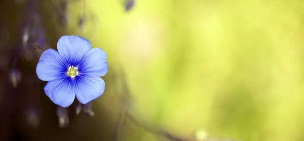 Banner de flor azul — Fotografia de Stock