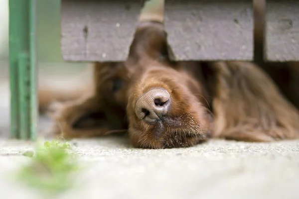 Honden ruiken over het hek — Stockfoto