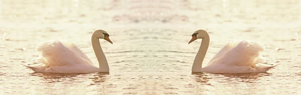 Beautiful swan banner — Stock Photo, Image