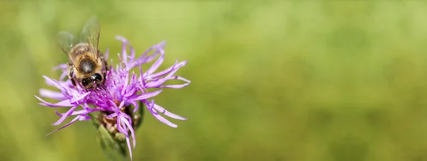 Знамя пчелы как работающей над цветком — стоковое фото