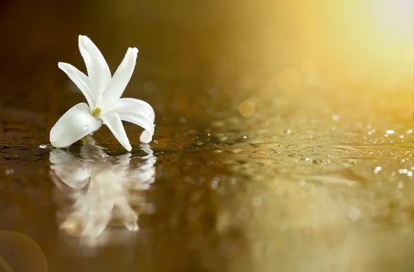 Красива Біла квітка — стокове фото