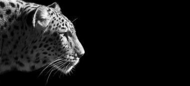Leopar portre afiş