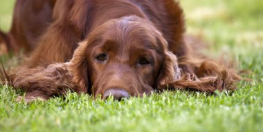Uykulu köpek afiş