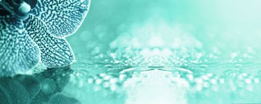 Orkide yaprakları afiş