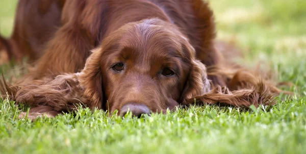 Bannière pour chien endormie — Photo