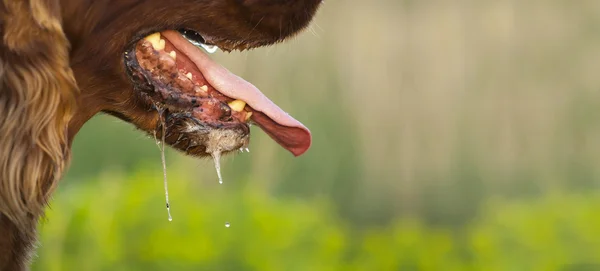 Drooling σκυλί πανό — Φωτογραφία Αρχείου