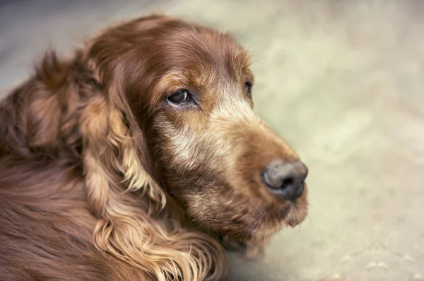 Alter Setzhund — Stockfoto