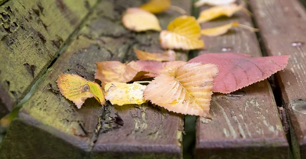 Herfst bladeren spandoek — Stockfoto