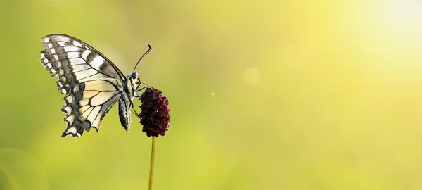 Hermosa bandera de mariposa —  Fotos de Stock