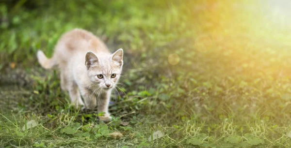 Red kitten walking — Stock Photo, Image