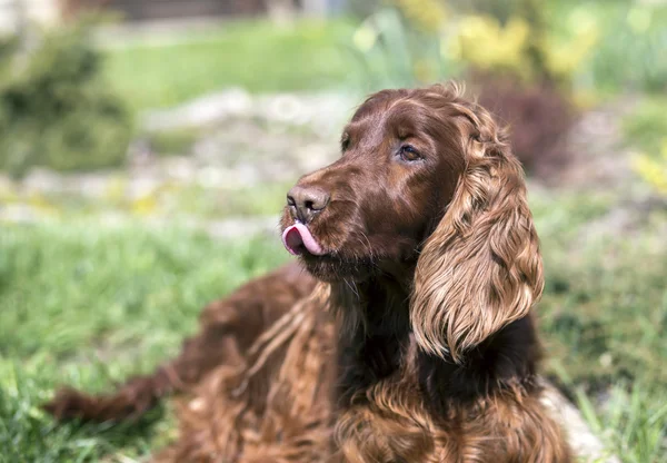 Divertido perro Setter — Foto de Stock