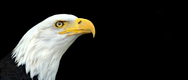 Bald eagle transparent — Zdjęcie stockowe