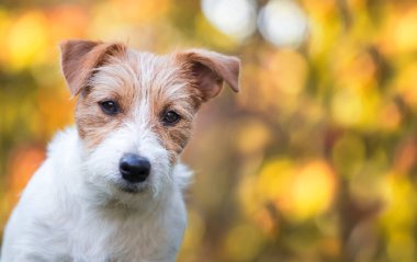 Gülümseyen sevimli Jack Russell Terrier köpeği köpek yavrusu altın sonbahar yapraklarına bakıyor.