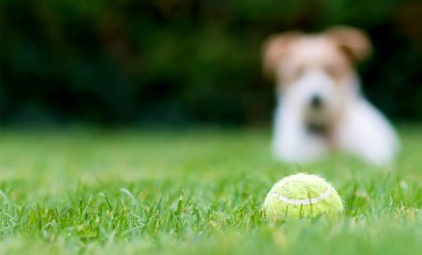 Neşeli, mutlu, meraklı Jack Russell teriyer köpek yavrusu gras 'da tenis topuna bakıyor.