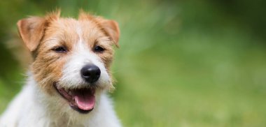 Sevimli, mutlu Jack Russell Terrier 'ın gülen yüzü Komik köpek yavrusu, web pankartı