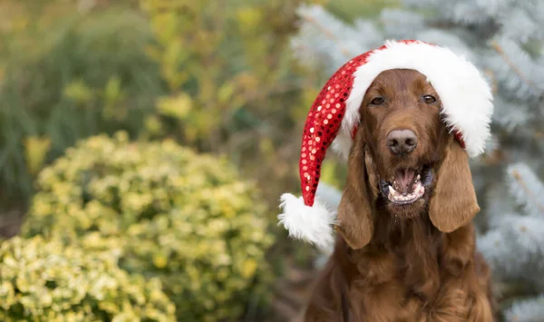 Divertido Feliz Navidad Vacaciones Santa Mascota Perro Con Espacio Para — Foto de Stock
