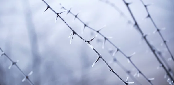 Eiskalt Verschneite Gefrorene Hörner Oder Stacheln Kribbeln Kalten Winter Natur — Stockfoto
