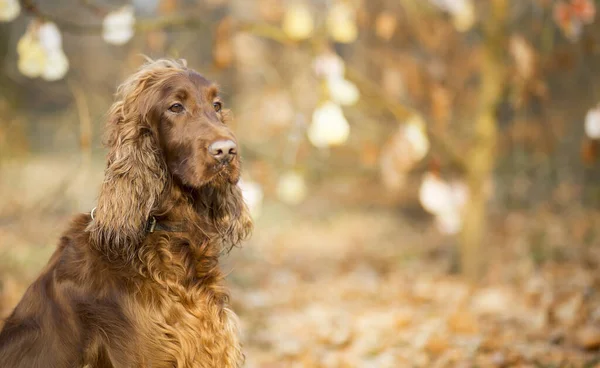 Hermoso Lindo Rojo Marrón Irlandés Setter Mascota Perro Buscando Las — Foto de Stock