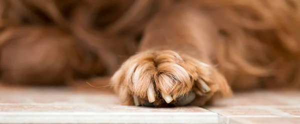 Włochata Łapa Pazury Leniwego Odpoczywającego Irlandzkiego Psa Setter Pet Baner — Zdjęcie stockowe