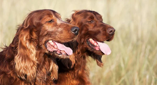 Mignon Heureux Poilu Irlandais Setter Chien Couple Haletant Pet Love — Photo