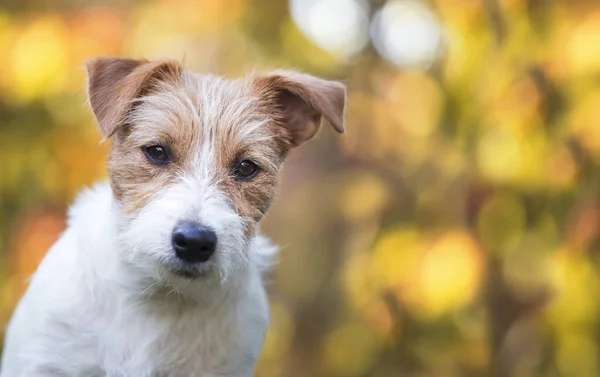 Gülümseyen Sevimli Jack Russell Terrier Köpeği Köpek Yavrusu Altın Sonbahar — Stok fotoğraf