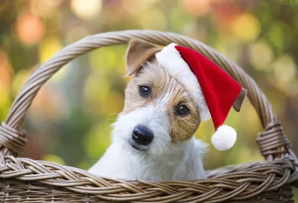 Happy Cute Christmas Santa Pet Dog Puppy Smiling Basket — Stock Photo, Image