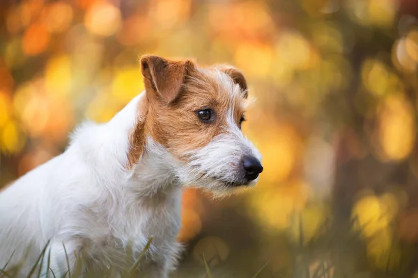 Χαριτωμένο Χαρούμενο Jack Russell Τεριέ Κατοικίδιο Ζώο Κουτάβι Κάθεται Στο — Φωτογραφία Αρχείου