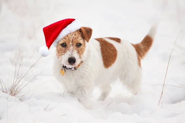Happy Cute Snowy Christmas Holiday Santa Pet Puppy Looking White — стоковое фото