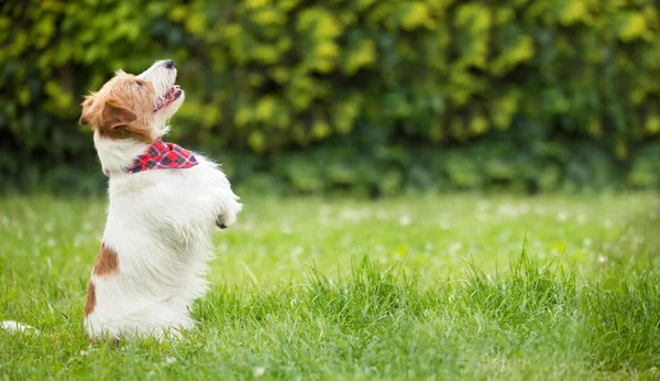 Anjing Senang Patuh Jack Russell Terrier Tersenyum Memohon Rumput Pet — Stok Foto