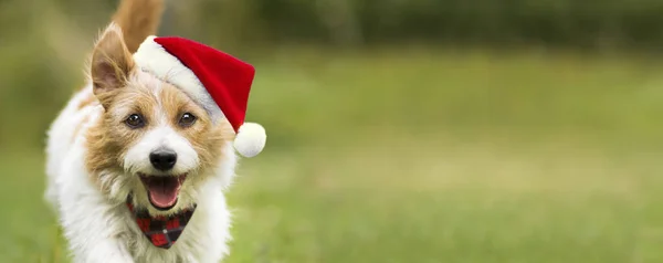 Feliz Linda Navidad Cachorro Perro Mascota Santa Sonriendo Hierba Fondo — Foto de Stock