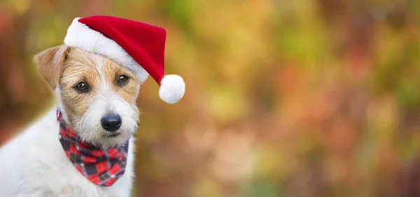 Feliz Linda Navidad Cachorro Perro Mascota Santa Sonriendo Fondo Tarjeta — Foto de Stock