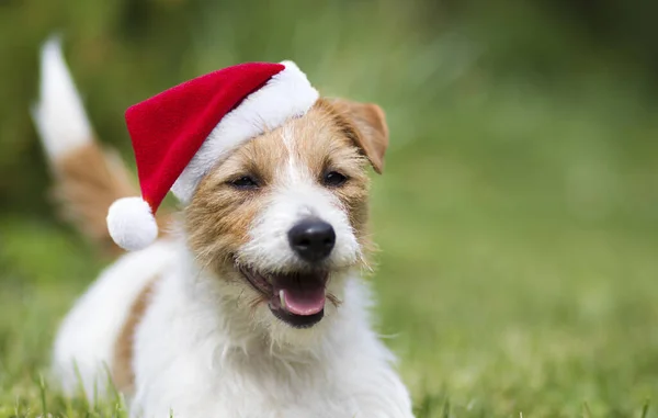 Happy Cute Jack Russell Terrier Boże Narodzenie Santa Pies Szczeniak — Zdjęcie stockowe