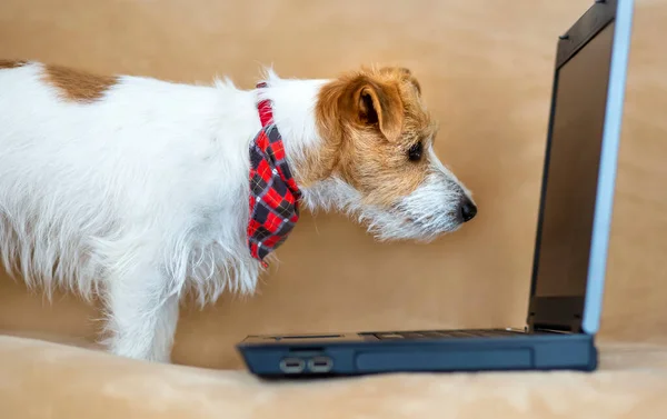 Intelligente Felice Obbediente Jack Russell Terrier Cucciolo Cerca Computer Portatile — Foto Stock