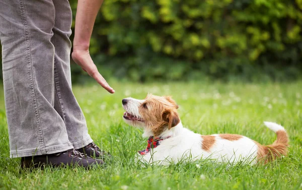 Trainer teaching a cute smart jack russell terrier dog puppy in the grass. Pet obedience training concept, web banner with copy space.