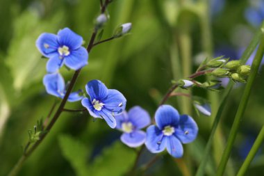 Güzel mavi keten çiçekleri, bahar ileri, ilkbahar konsepti